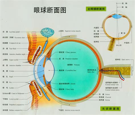 眼睛 部位|结构和功能